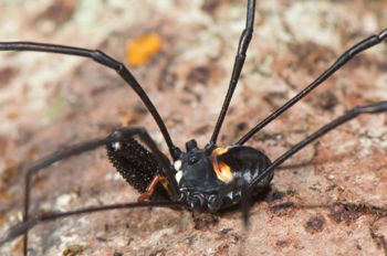 Media type: image;   Invertebrate Zoology 129583